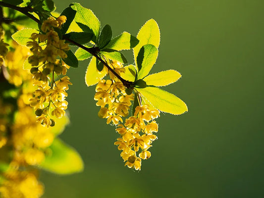 What is Berberine and how does it benefit our health?